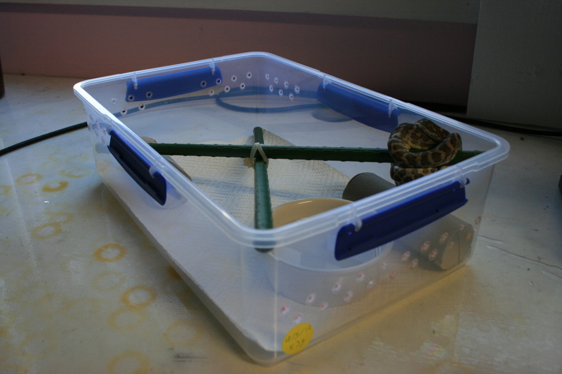 How To Set-up A Hatchling Python Tub - Brendan's Reptiles